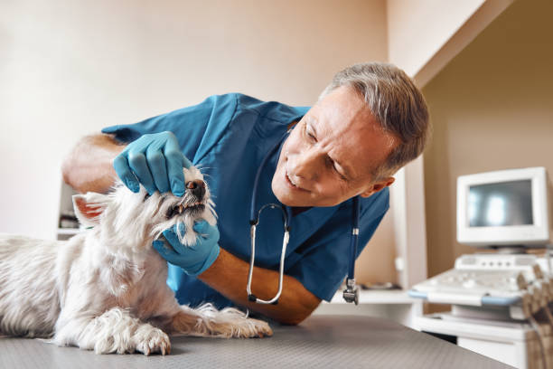Best Knocked-Out Tooth (Avulsed Tooth) Treatment in Gordo, AL